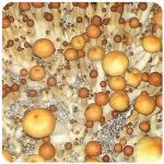 Псилоцибиновые (галлюциногенные)  грибы Psilocybin "Golden Teacher" в Арзамасе