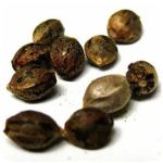 Семена марихуаны АК-47  (Seeds AK-47) в Арзамасе